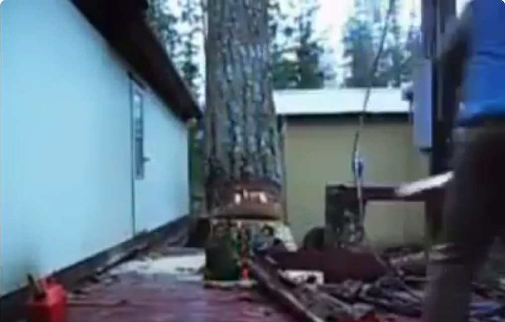 Master Tree Felling