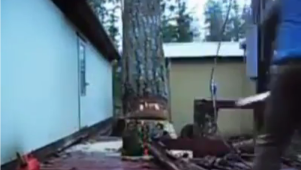 Master Tree Felling